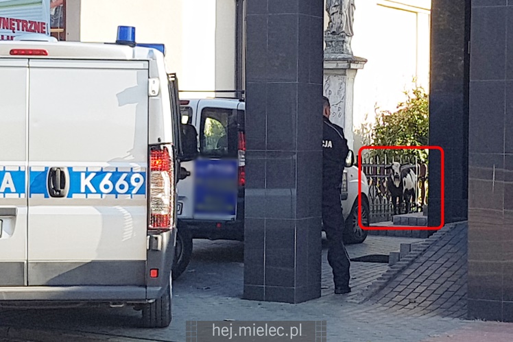 Po ulicy Mickiewicza spacerowała? koza