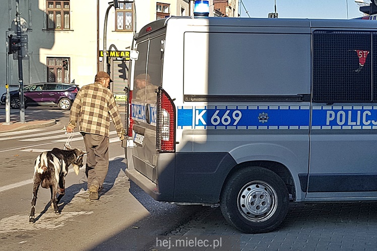 Po ulicy Mickiewicza spacerowała? koza