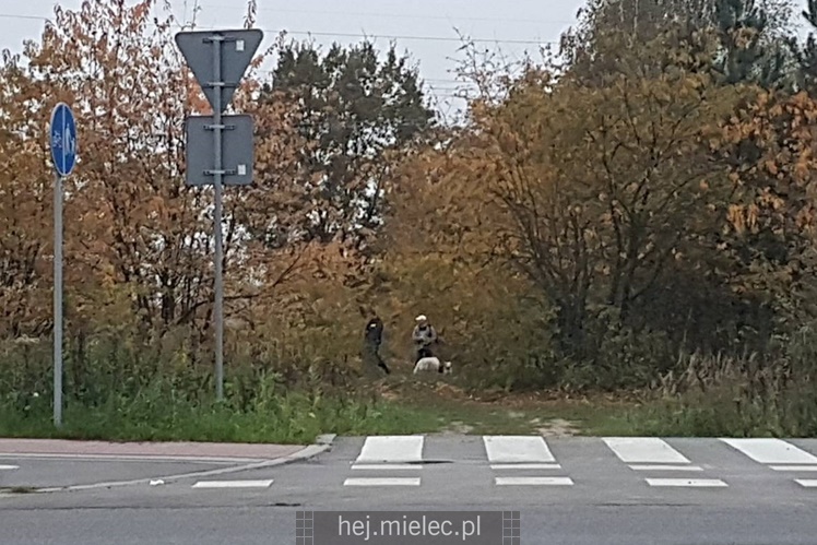 Poszukiwania zaginionej mielczanki