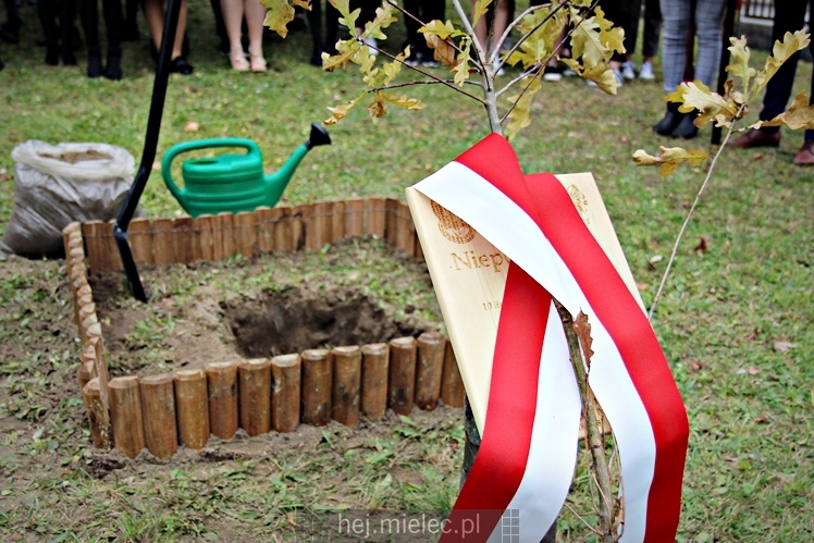 Uroczystość zasadzenia Dębu Niepodległości