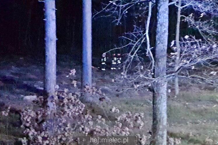 Zderzenie z łosiem na obwodnicy