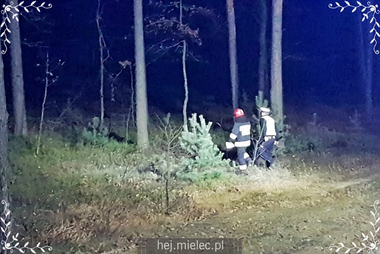 Zderzenie z łosiem na obwodnicy