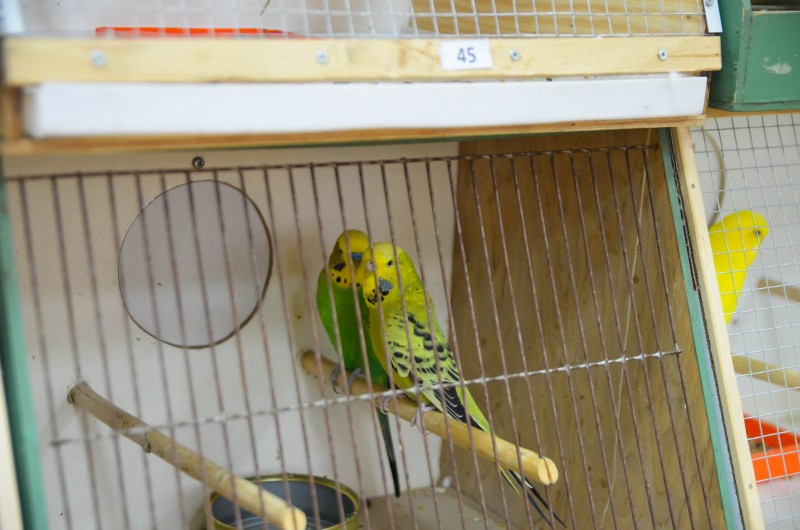 XX Mistrzostwa Hodowców Kanarków i Ptaków Egzotycznych