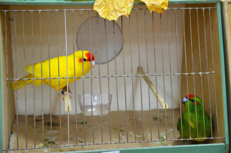 XX Mistrzostwa Hodowców Kanarków i Ptaków Egzotycznych