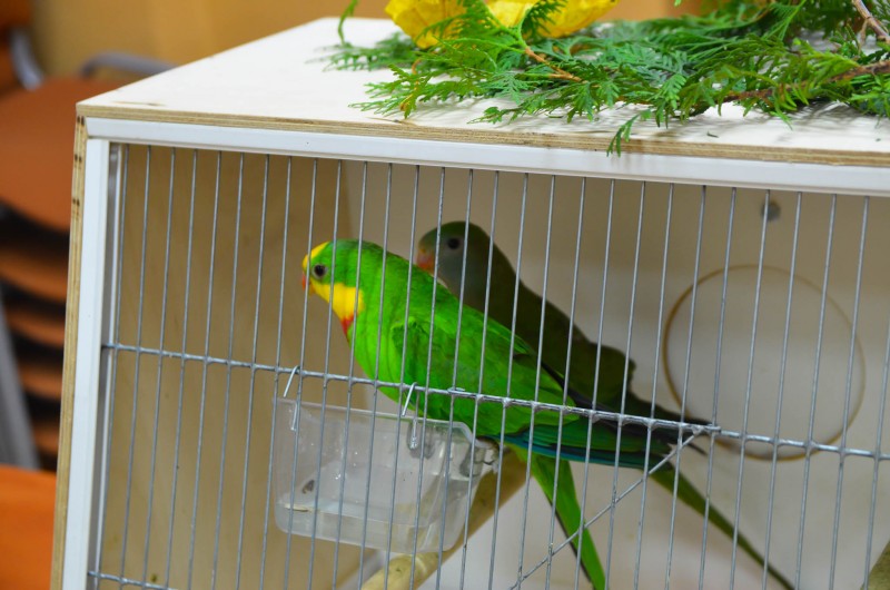 XX Mistrzostwa Hodowców Kanarków i Ptaków Egzotycznych