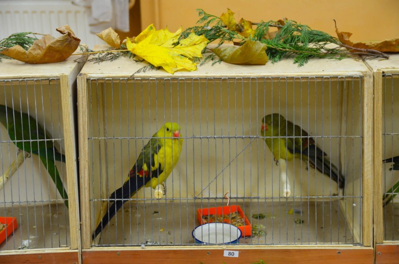 XX Mistrzostwa Hodowców Kanarków i Ptaków Egzotycznych