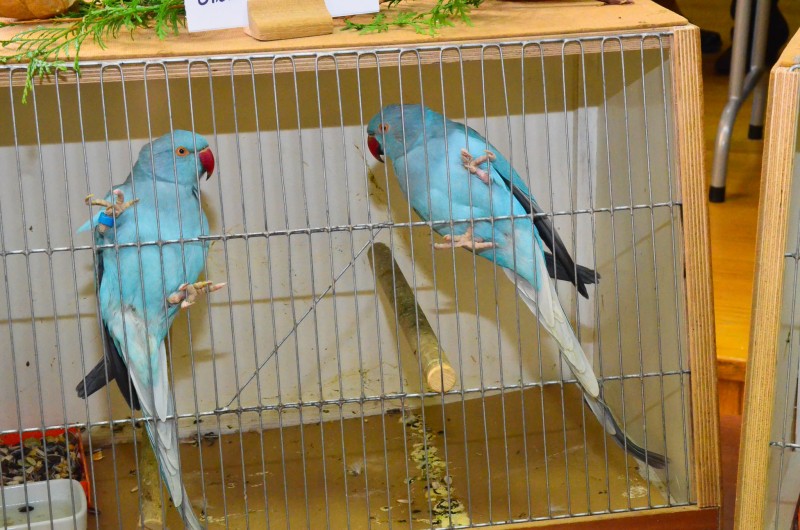 XX Mistrzostwa Hodowców Kanarków i Ptaków Egzotycznych