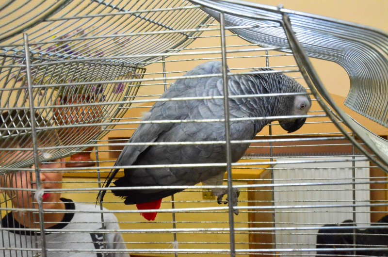 XX Mistrzostwa Hodowców Kanarków i Ptaków Egzotycznych