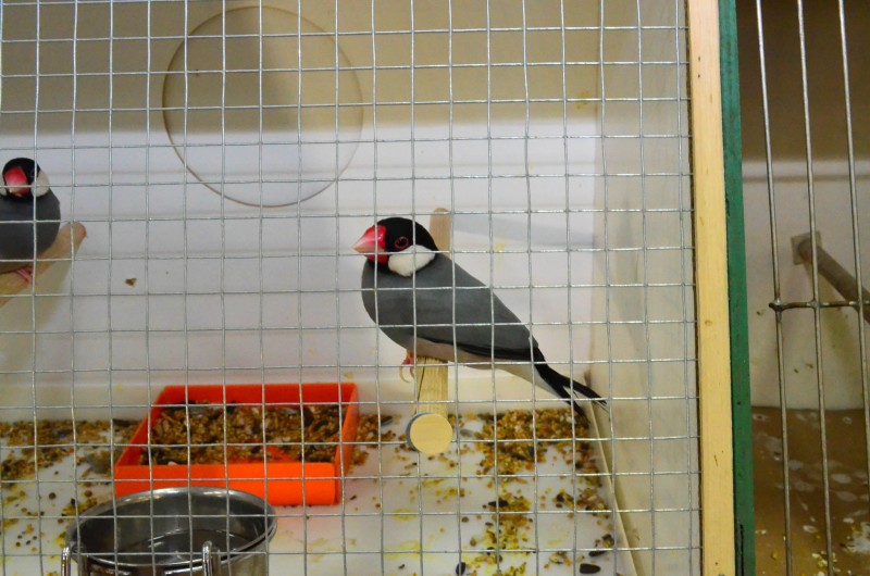 XX Mistrzostwa Hodowców Kanarków i Ptaków Egzotycznych