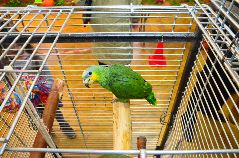 XX Mistrzostwa Hodowców Kanarków i Ptaków Egzotycznych