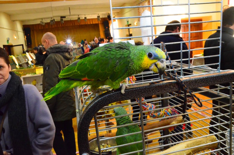 XX Mistrzostwa Hodowców Kanarków i Ptaków Egzotycznych