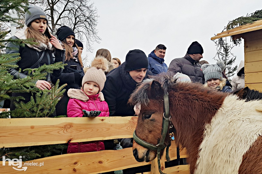 Parafii pięć, żłóbków osiem! Zobacz zdjęcia mieleckich szopek!