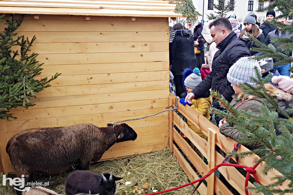 Parafii pięć, żłóbków osiem! Zobacz zdjęcia mieleckich szopek!