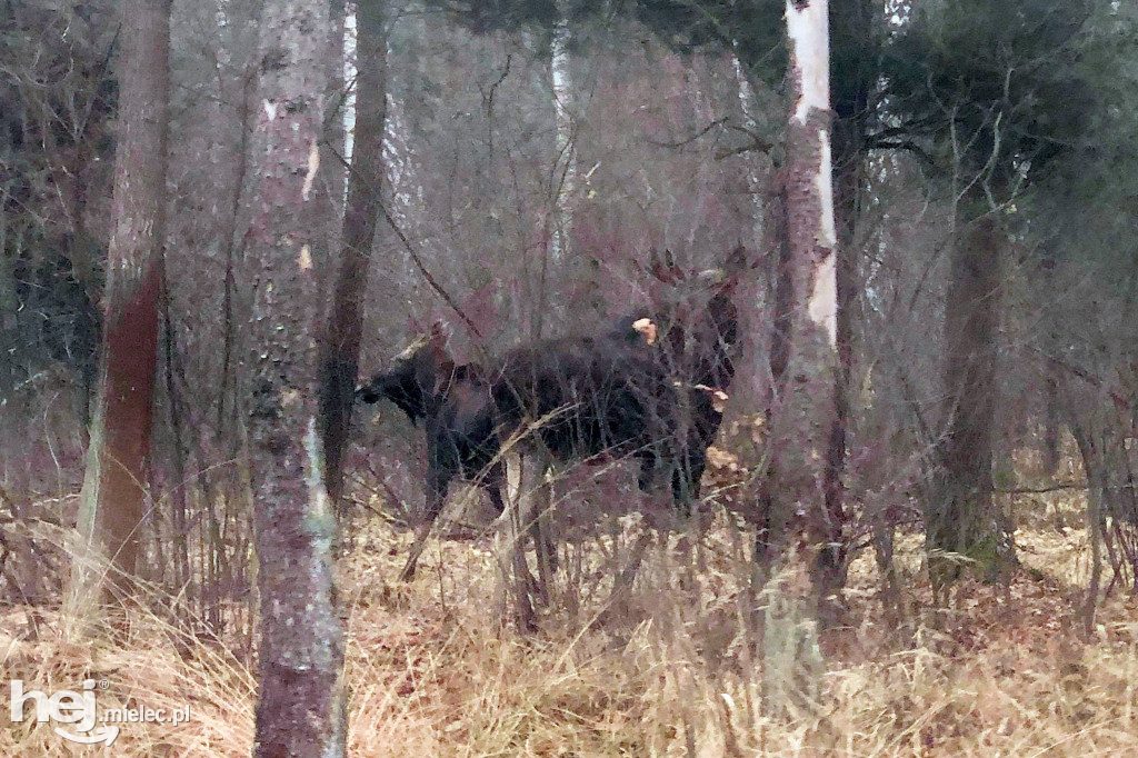 Niecodzienne spotkanie z łosiami w lesie piątkowskim