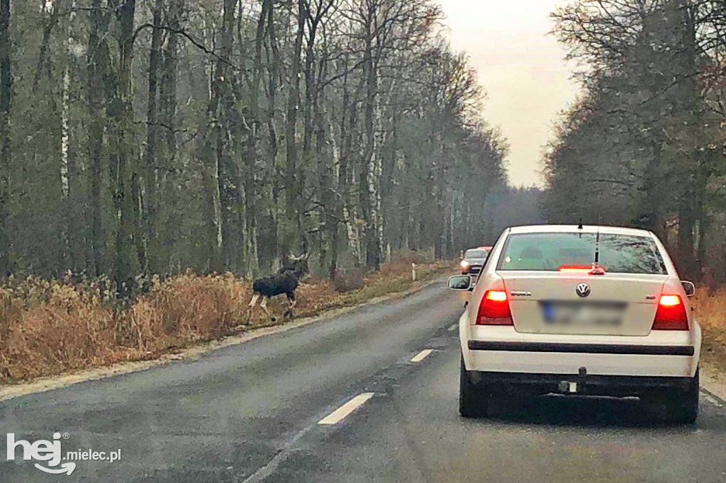 Niecodzienne spotkanie z łosiami w lesie piątkowskim
