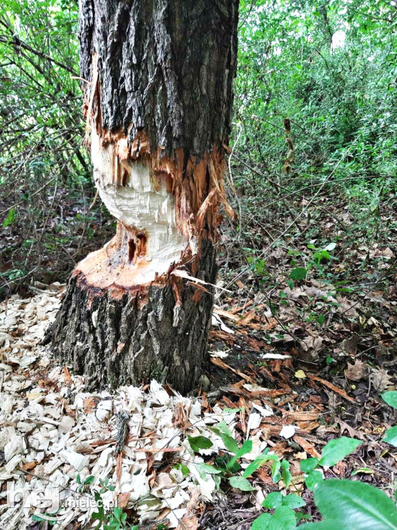 Bobry na ul. Witosa