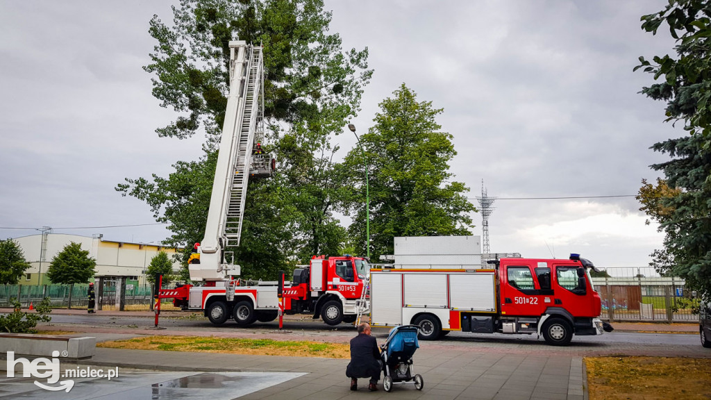 Gałęzie w centrum spadały na drogę