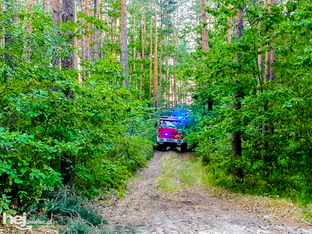 Pożar lasu pod Mielcem