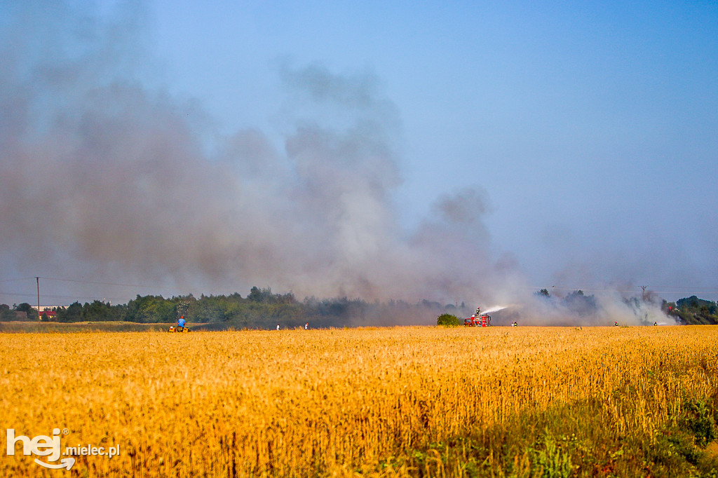 Pożar zboża w Złotnikach