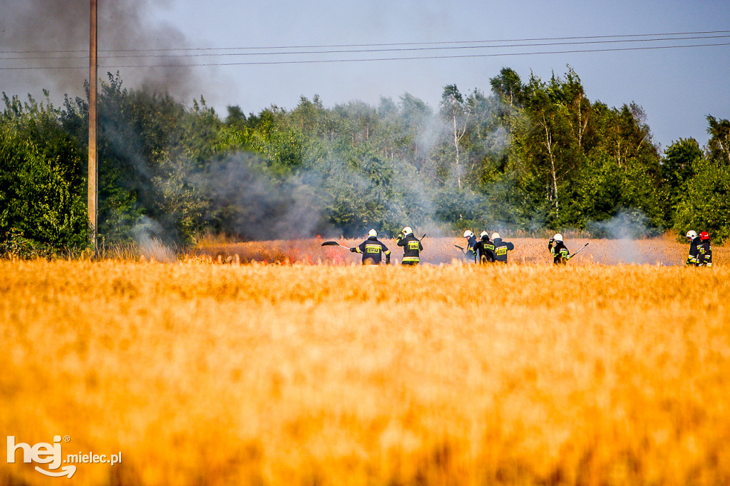 Pożar zboża w Złotnikach