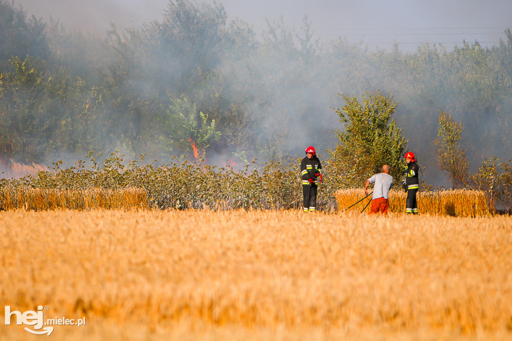 Pożar zboża w Złotnikach