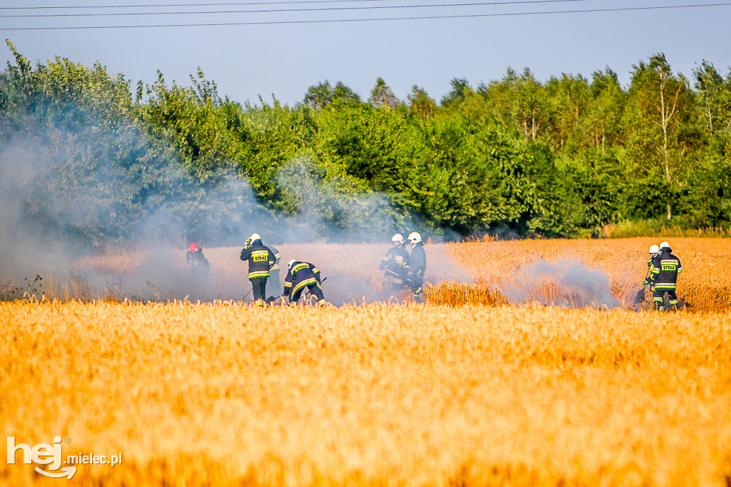 Pożar zboża w Złotnikach