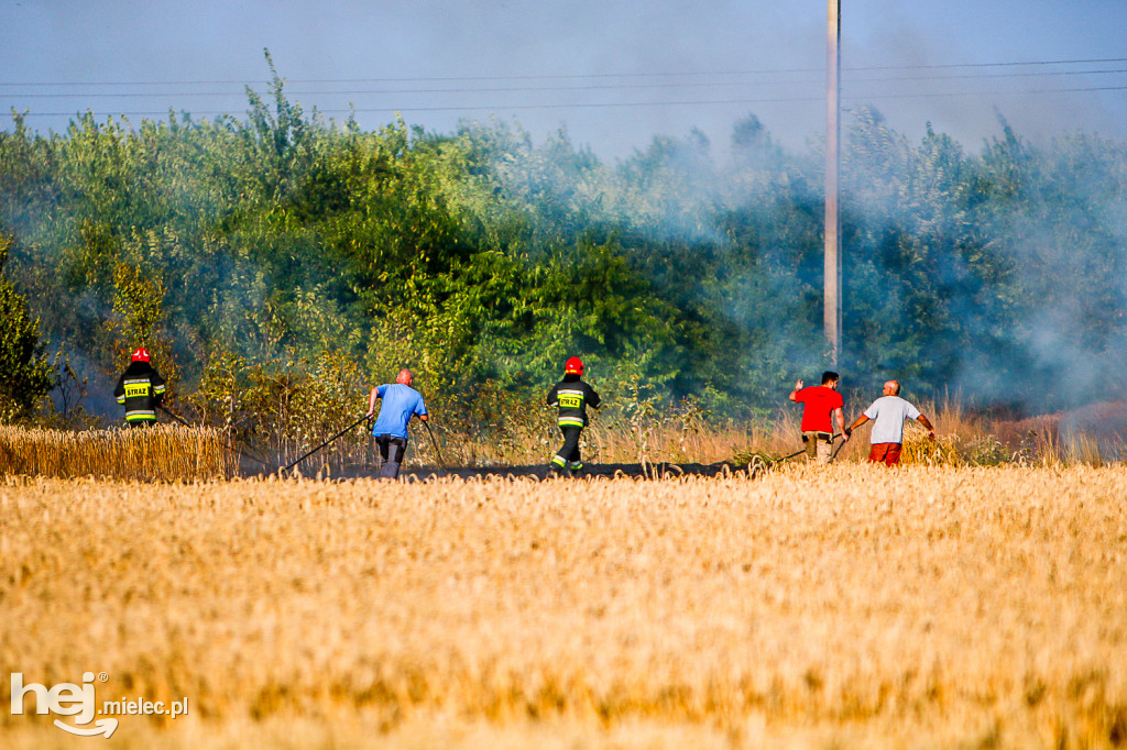 Pożar zboża w Złotnikach