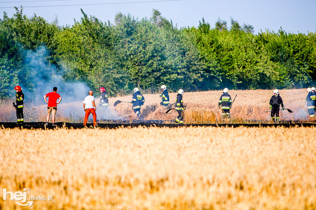 Pożar zboża w Złotnikach