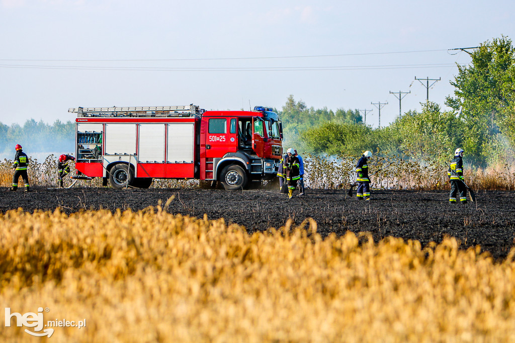 Pożar zboża w Złotnikach