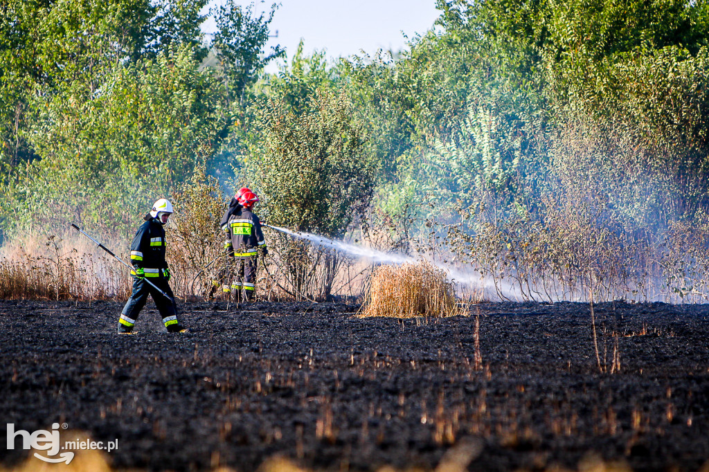 Pożar zboża w Złotnikach