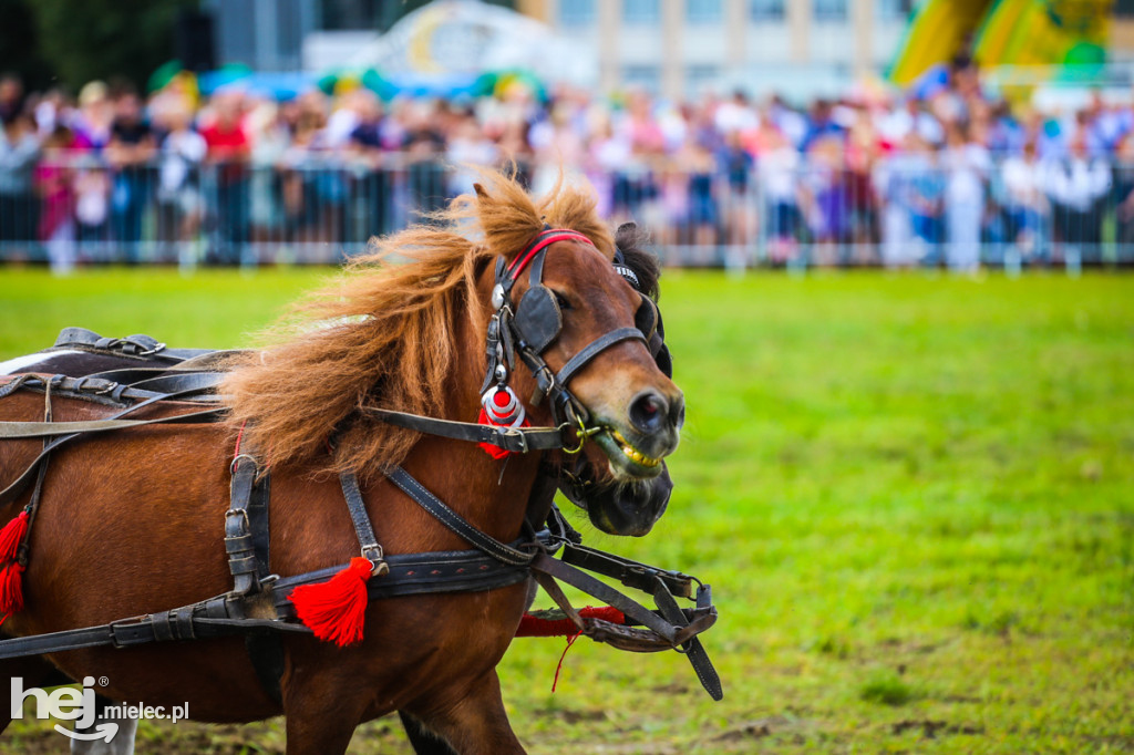 XI Parada Konna w Żarówce