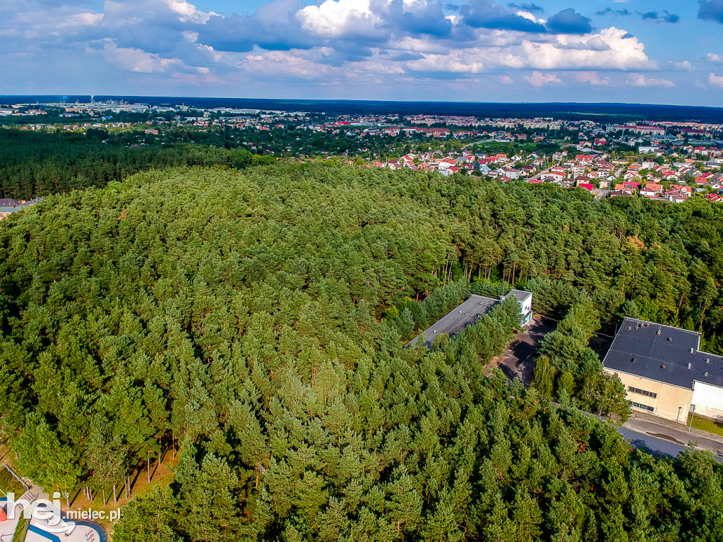 Tysiąc drzew zniknie z tego miejskiego parku