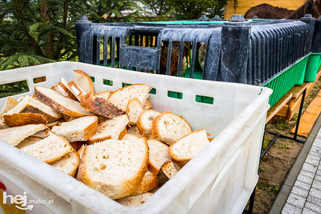 Żłóbki w mieleckich parafiach. Boże Narodzenie 2019