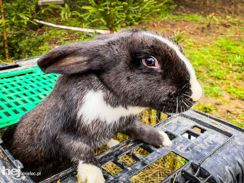 Żłóbki w mieleckich parafiach. Boże Narodzenie 2019