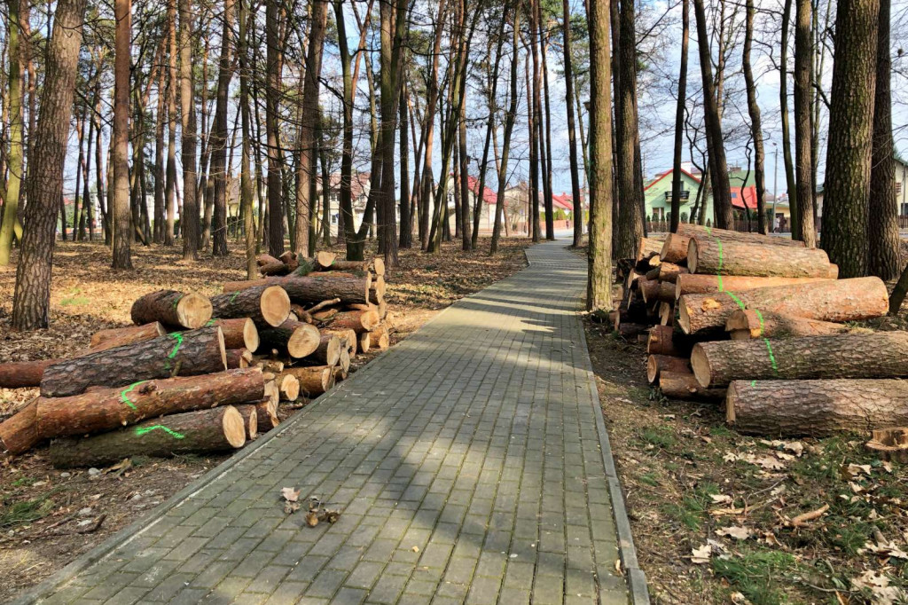 Rewitalizacja parku leśnego