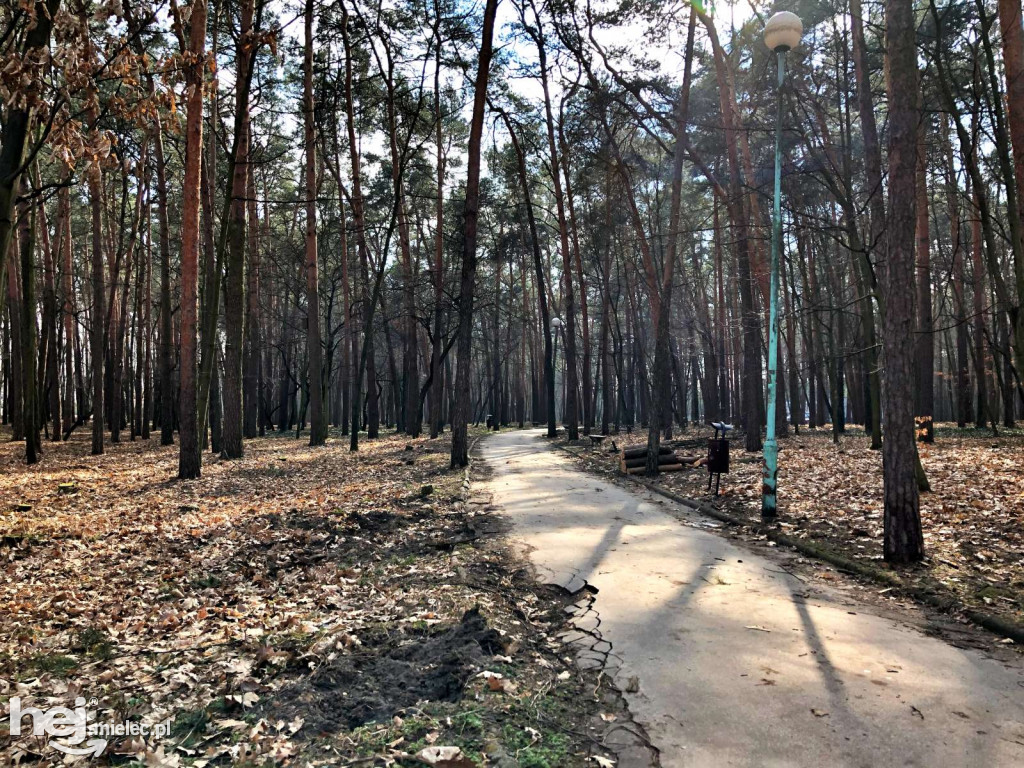 Rewitalizacja parku leśnego