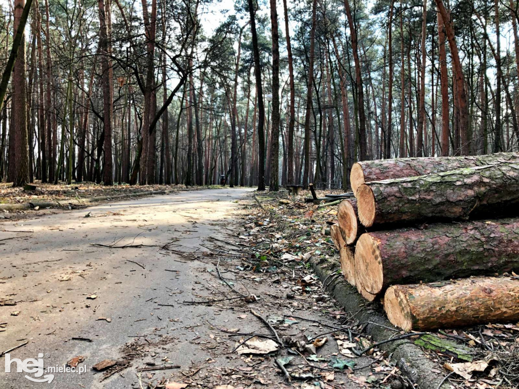 Rewitalizacja parku leśnego