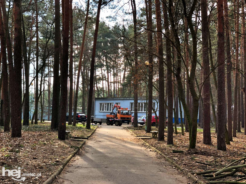 Rewitalizacja parku leśnego
