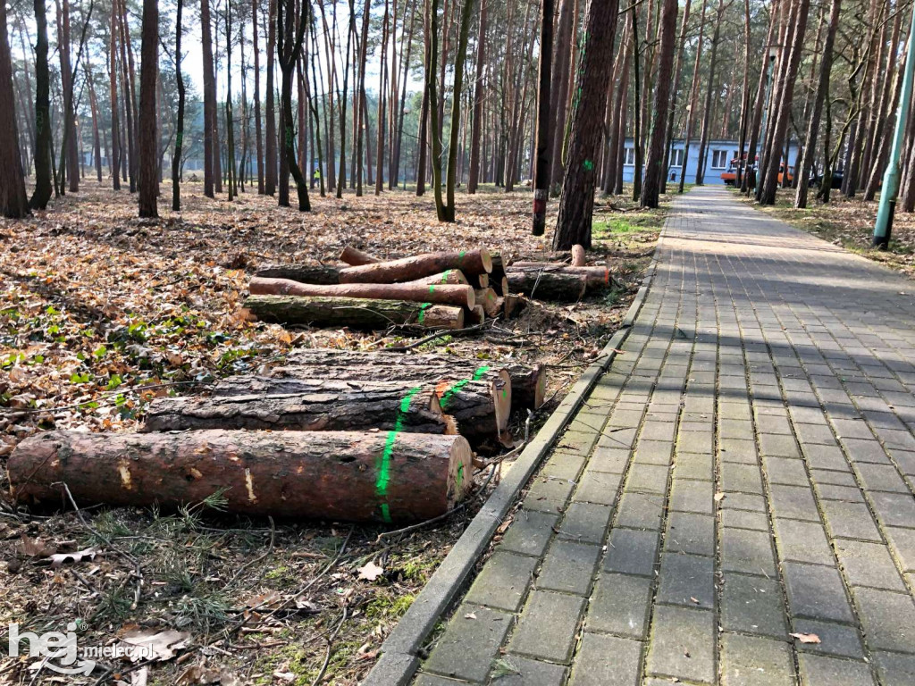 Rewitalizacja parku leśnego
