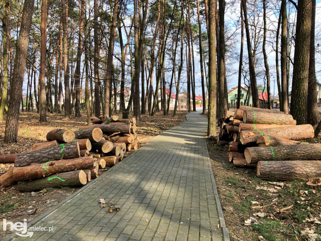 Rewitalizacja parku leśnego