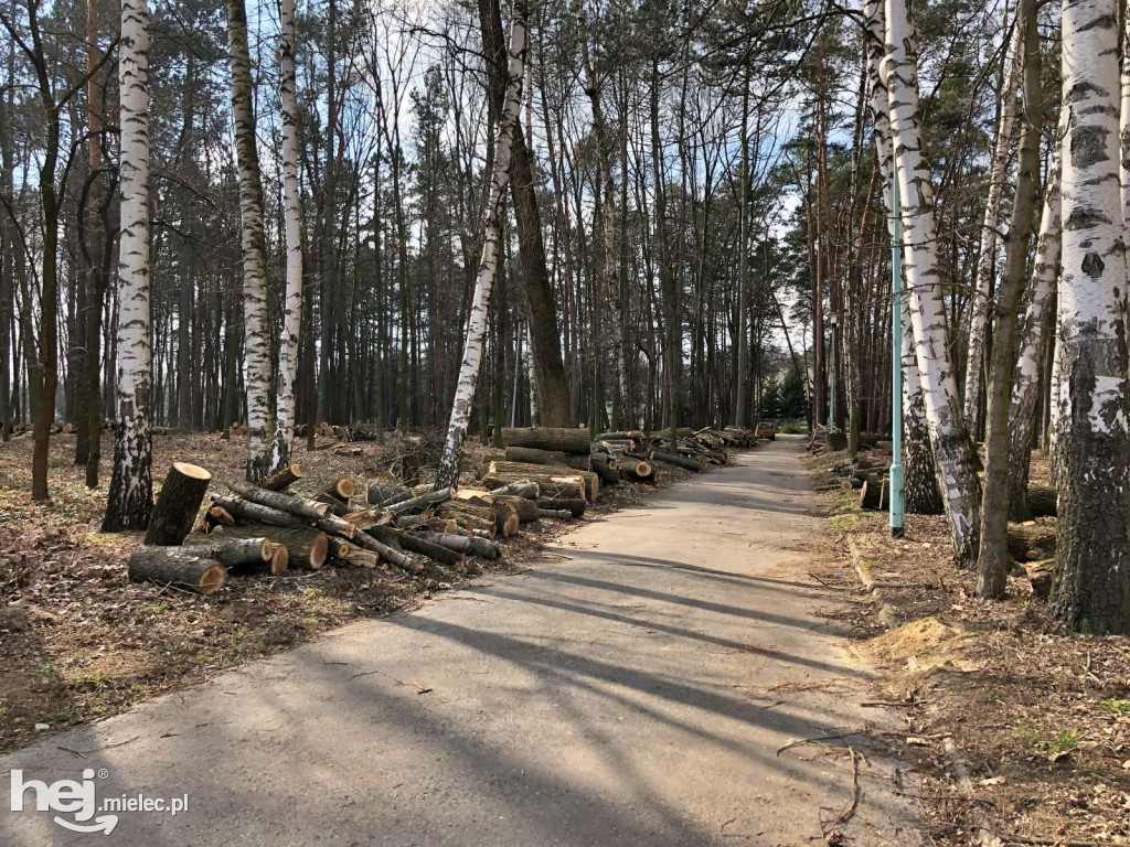 Rewitalizacja parku leśnego