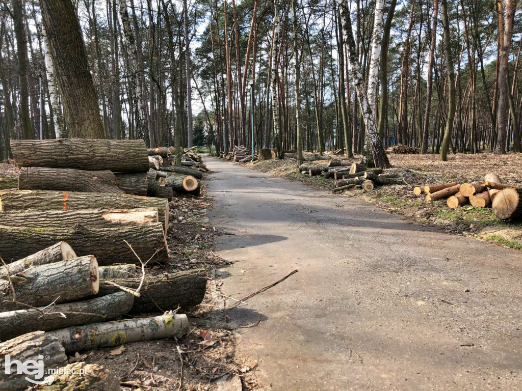 Rewitalizacja parku leśnego