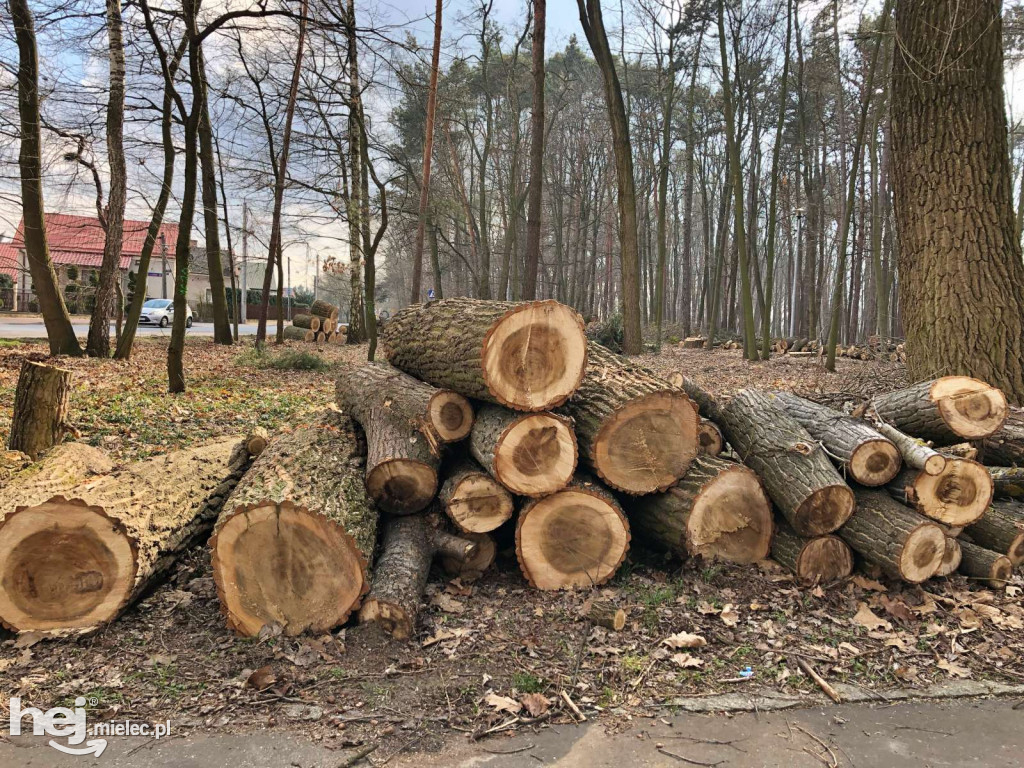 Rewitalizacja parku leśnego