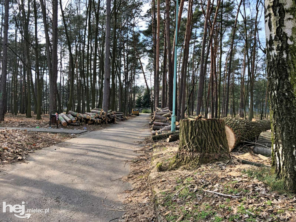 Rewitalizacja parku leśnego