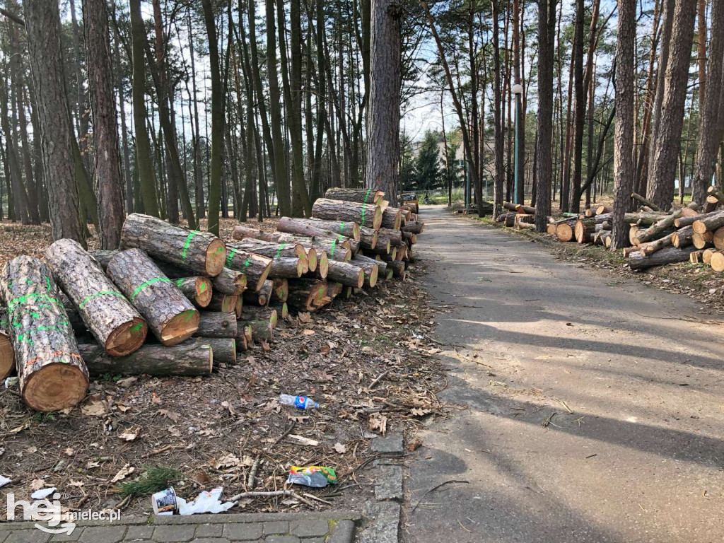 Rewitalizacja parku leśnego