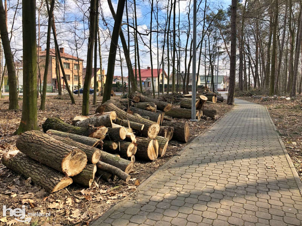 Rewitalizacja parku leśnego