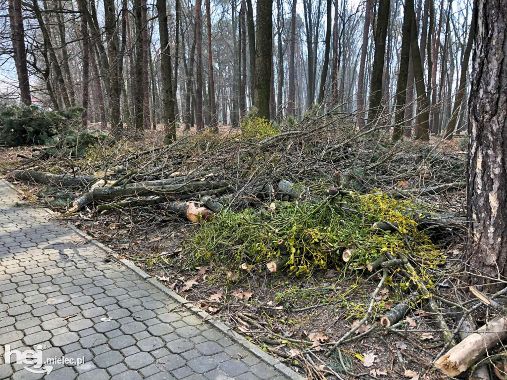 Rewitalizacja parku leśnego