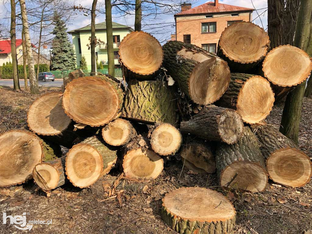 Rewitalizacja parku leśnego