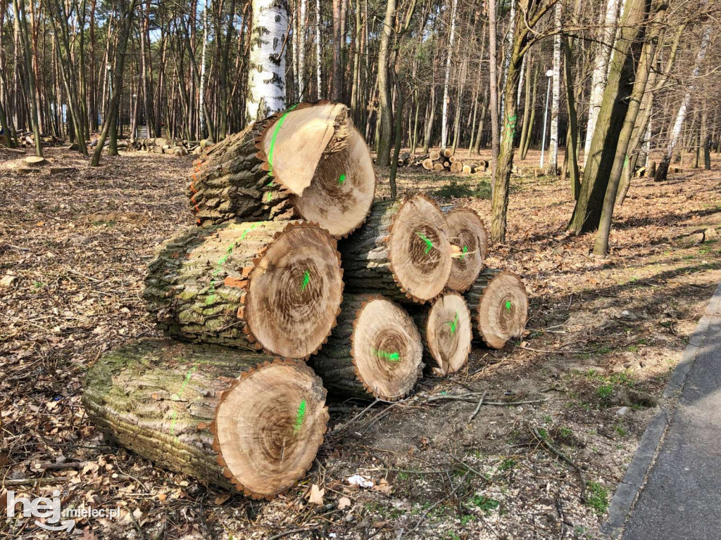 Rewitalizacja parku leśnego