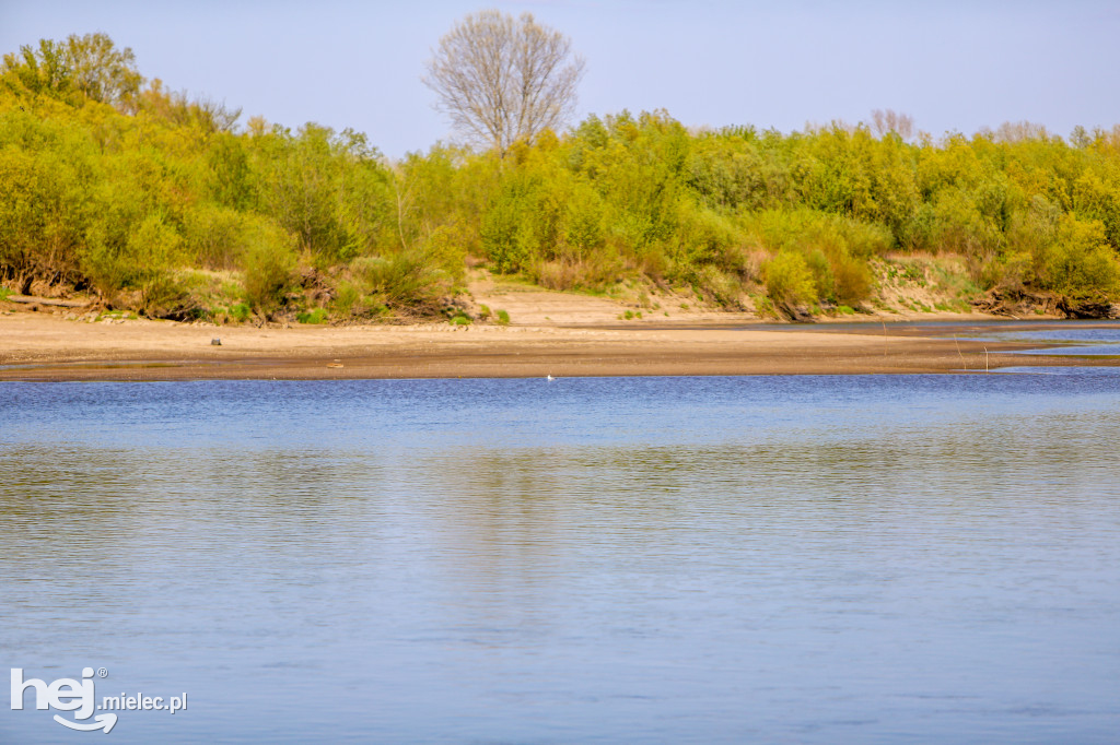 Niski poziom Wisły w powiecie mieleckim - kwiecień 2020